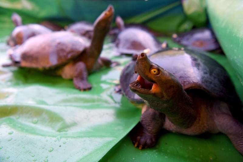 Conservationists hope the Royal Turtles will form new breeding populations in the wild