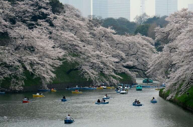 Extreme weather can affect Japan's cherry blossom trees too, with unusual patterns in 2018 prompting some blossoms to appear in 