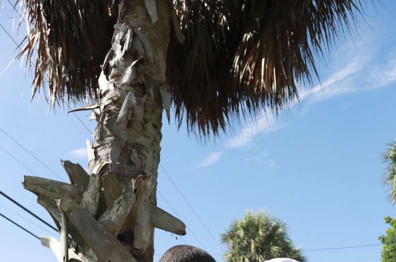 Florida's iconic palm trees threatened by invasive disease