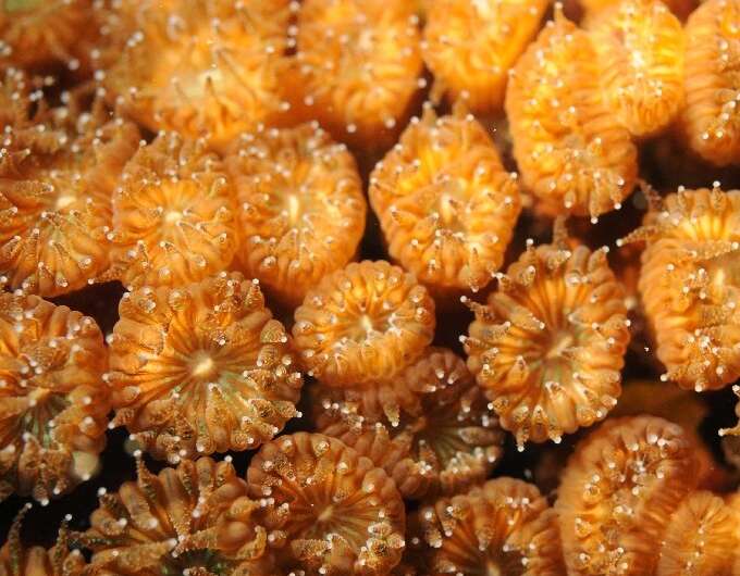 For the first time ever, scientists have found that some corals that were thought to have been killed by heat stress have recove