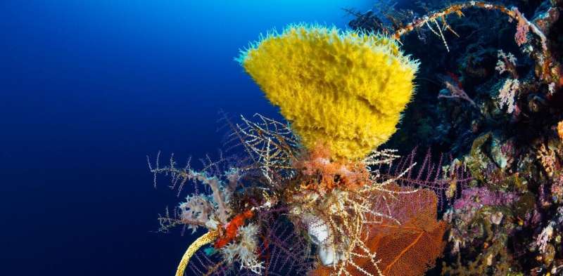 Getting to the bottom of things: Can mining the deep sea be sustainable?