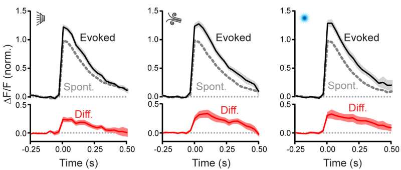 Newly discovered role for climbing fibers: Conveying a sensory snapshot to the cerebellum