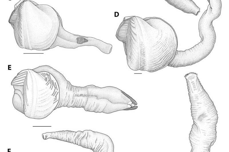 New species of wood-munching (and phallic-looking) clams found at the bottom of the ocean
