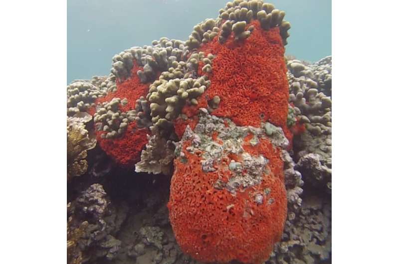 New study reveals unique dietary strategy of a tropical marine sponge