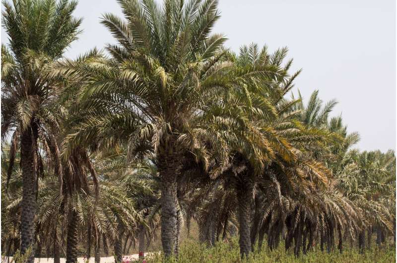 NYU Abu Dhabi researchers release a new genome sequence of the date palm