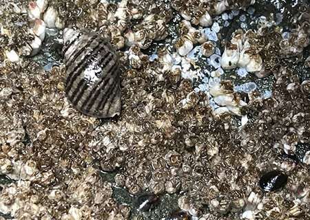 Ocean acidification makes some marine snails less able to resist predators