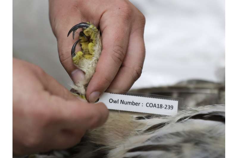 Owl killings spur moral questions about human intervention