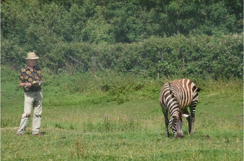 Research reveals why the zebra got its stripes