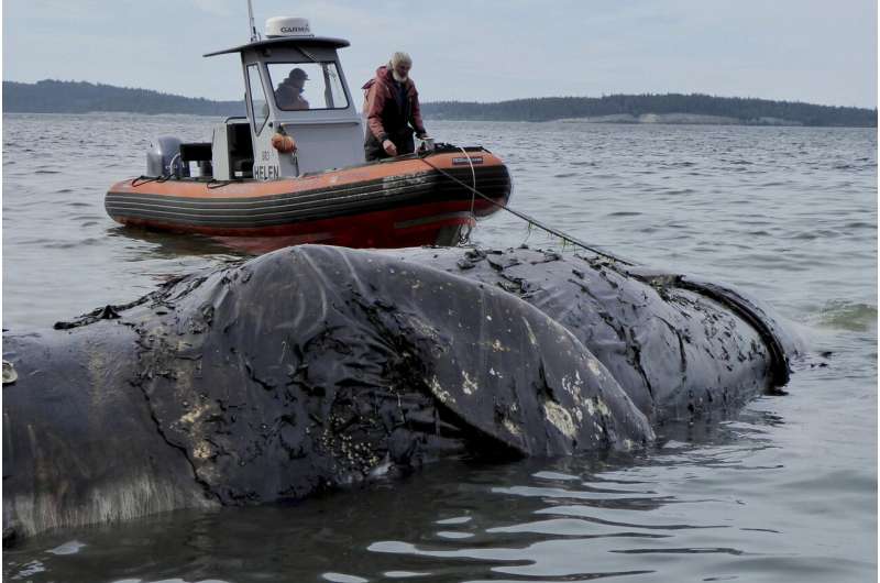 Rot in peace: Sites lacking for whale corpses amid die-off