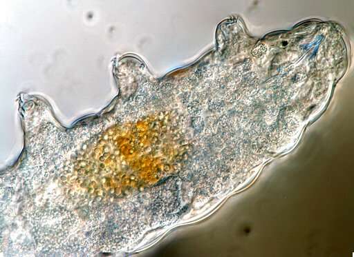 Science Says: Tiny 'water bears' can teach us about survival