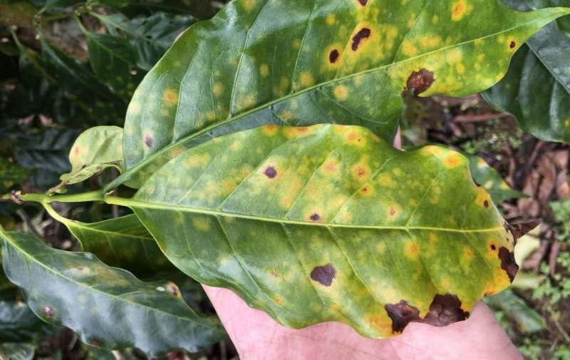 Scientists trial drones to protect coffee plants from devastating fungal disease