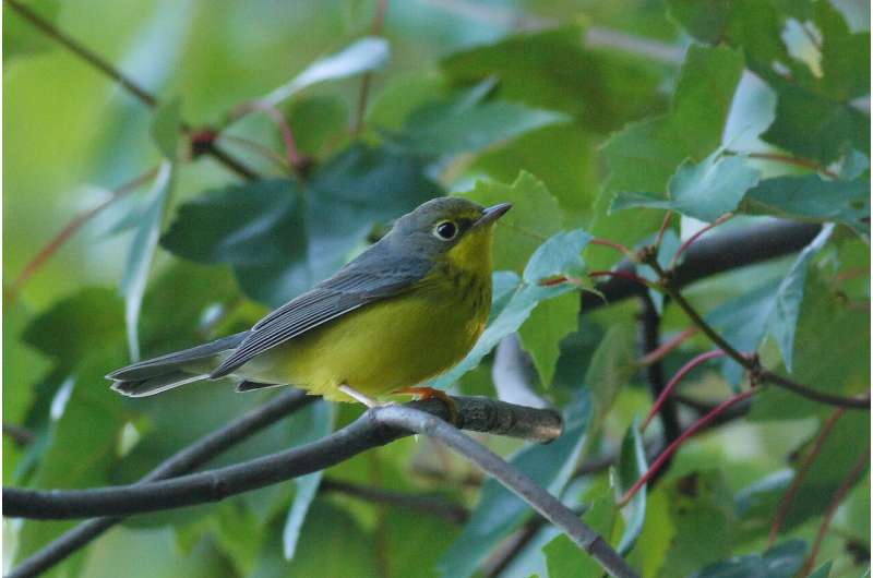 Scientists use eBird data to propose optimal bird conservation plan
