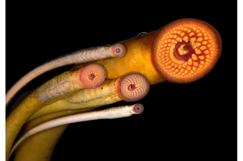Sexual selection influences the evolution of lamprey pheromones