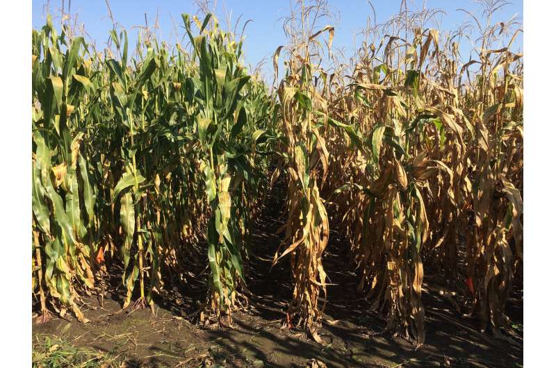 Study highlights nitrogen efficiency gains in corn hybrids over 70 years