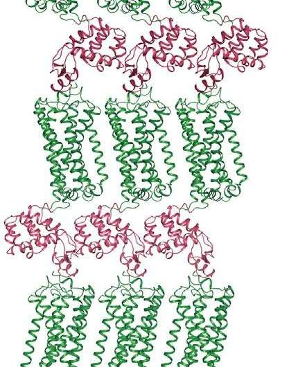 Study reveals the structure of the 2nd human cannabinoid receptor
