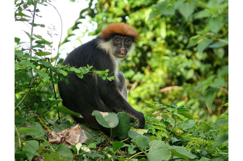 Tanzania forest to be protected as a result of major scientific discoveries