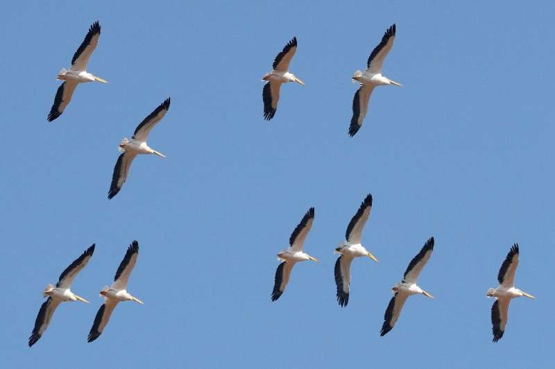 Thousands of migratory pelicans pass though Israel on their way from Europe to Africa and back