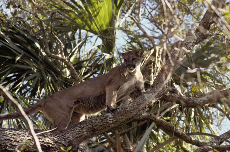 Whole genome sequencing could help save pumas from inbreeding