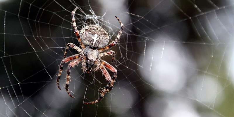 Why you shouldn’t kill your friendly neighbourhood spiders