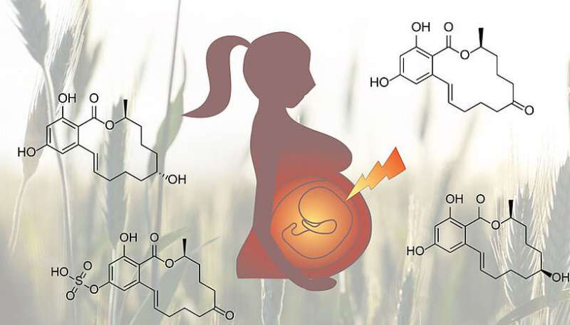 Researchers show path of an environmental estrogen through the womb using new technology