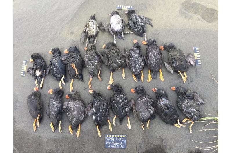 Climate change is causing mass 'die-offs' in seabirds such as puffins