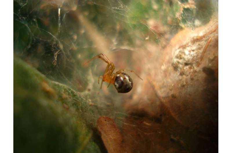 Researchers find hurricanes drive the evolution of more aggressive spiders