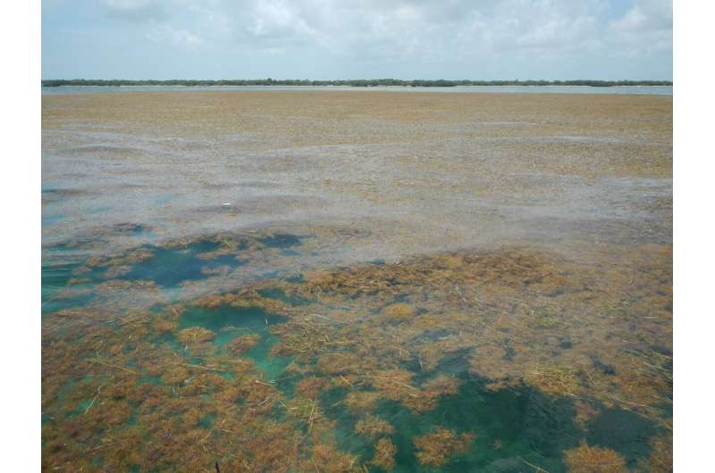 Scientists discover the biggest seaweed bloom in the world