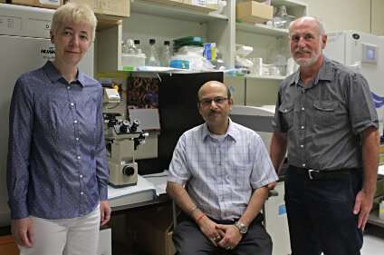 Researchers find elusive protein that could be key to eliminating neglected tropical diseases