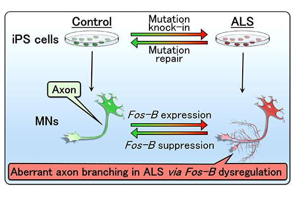 Researchers find a new pathological mediator of ALS