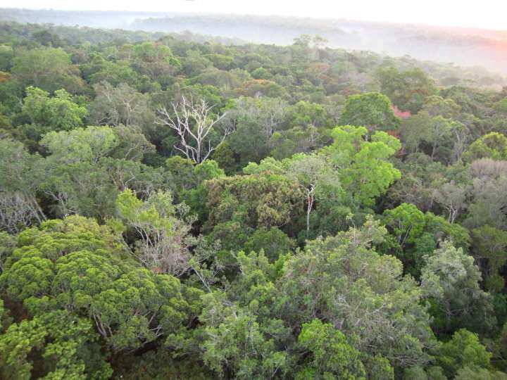 Evolutionary diversity is associated with Amazon forest productivity