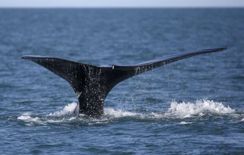 Link to stress, health of whales might be in giant mouths