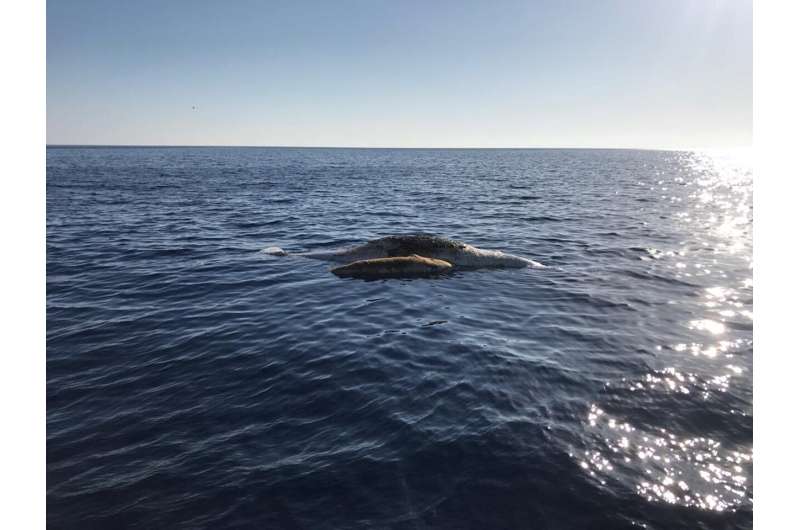 Mother sperm whale and baby dead in fishing net off Italy