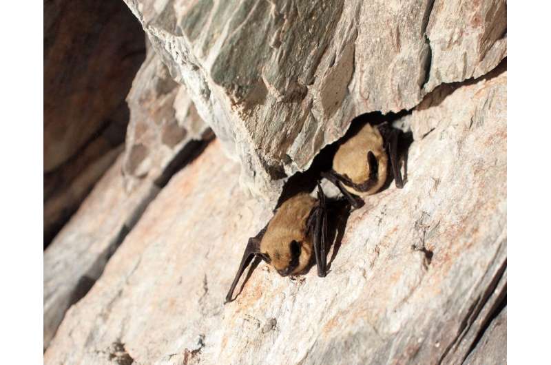 New research expands the answers we can get from bat guano