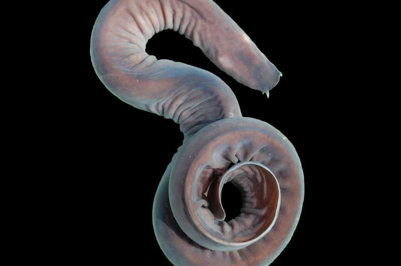 Researchers beginning to uncover the mystery of hagfish's zombie hearts&amp;nbsp;