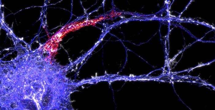 Revealing the structure of axons