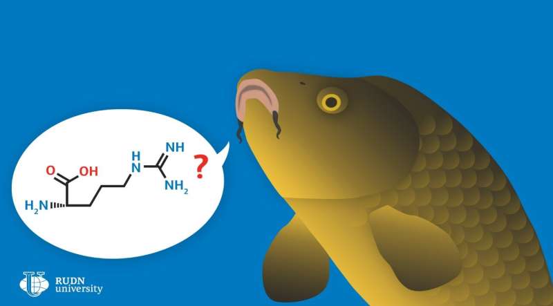 RUDN University veterinarians developed a way to protect carp from the harmful effects of ammonia