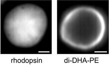 Shedding light on rhodopsin dynamics in the retina