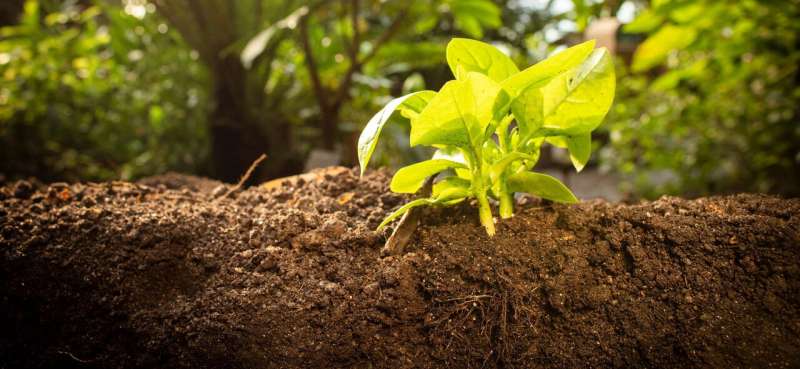 Study identifies way to enhance the sustainability of manufactured soils