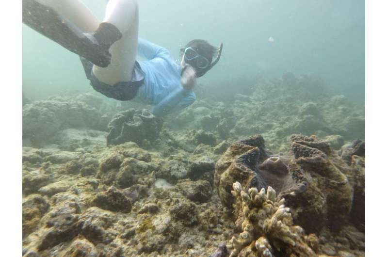 The surprising merit of giant clam feces