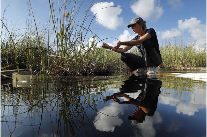 To save Everglades, guardians fight time -- and climate