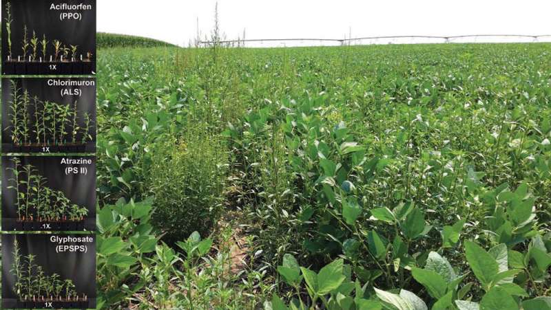 Researchers find waterhemp has evolved resistance to 4 herbicide sites of action