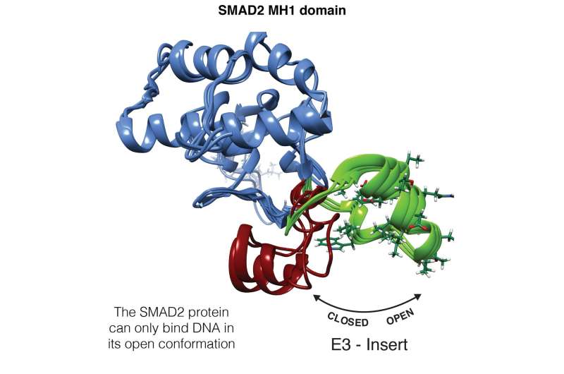 Scientists decipher the keys underlying the differences between SMAD2 and SMAD3, two almost identical transcription factors but 
