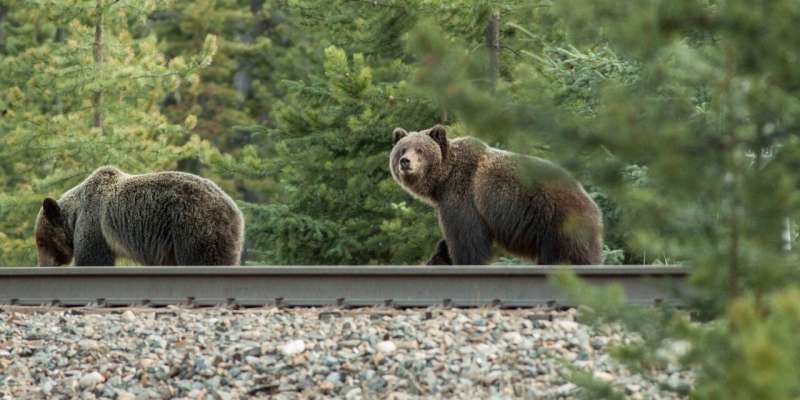 Scientists developing warning system to teach bears to avoid trains