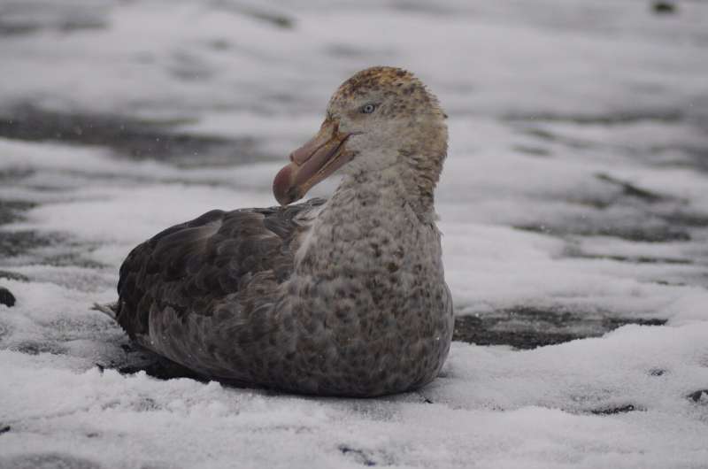 Climate change benefits for giant petrels