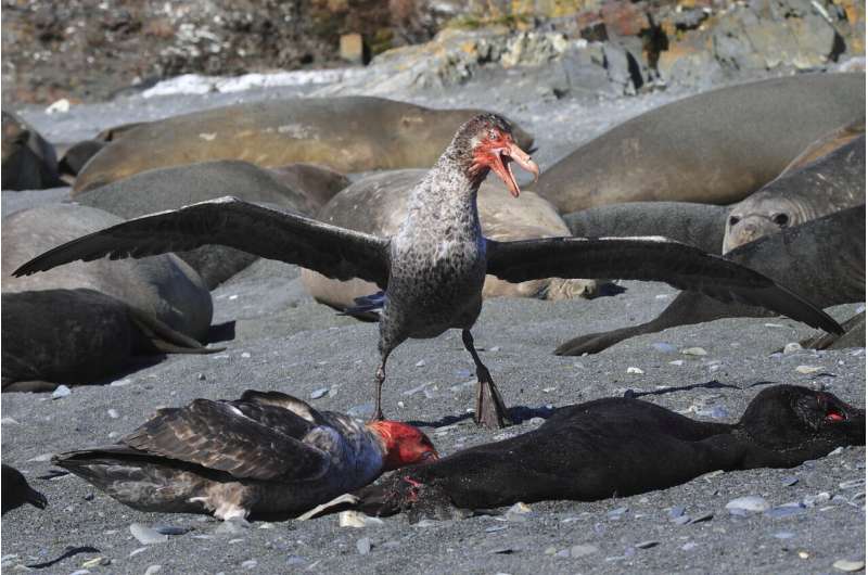Climate change benefits for giant petrels