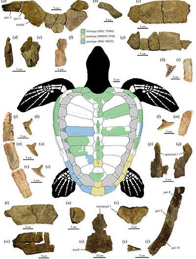 75 million-year-old sea turtle fossil discovery is a new genus and species that sheds light on the evolution of its modern