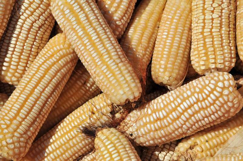 Artificial intelligence and farmer knowledge boost smallholder maize yields