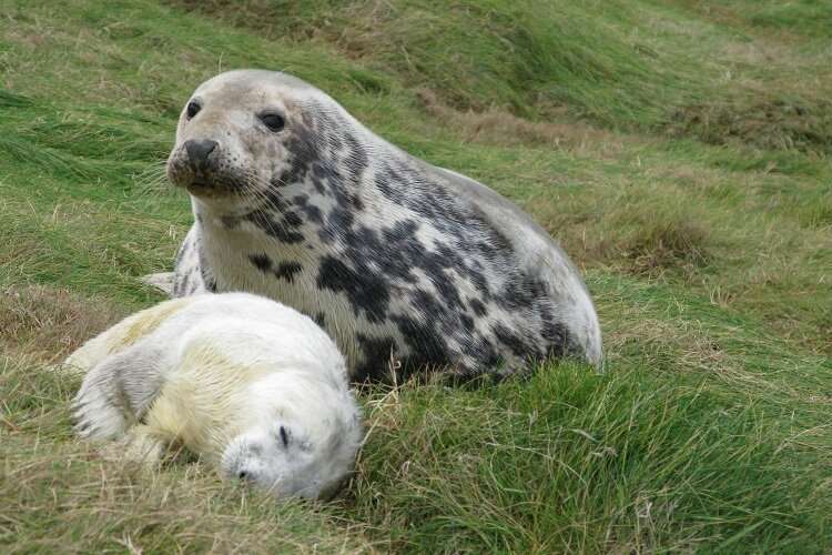 Scientists develop new method to estimate seal breeding frequency