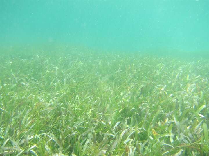 After years of decline, some European seagrass meadows show signs of recovery