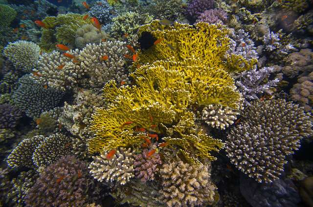 Climate change could make corals go it alone